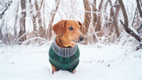 Come creare un cappottino per i cani fai da te: 3 idee di riciclo 